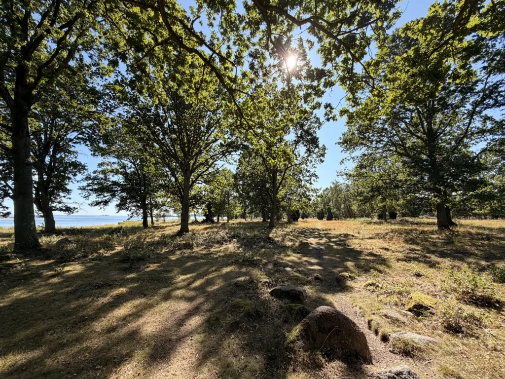 Alte Eichen und Wacholder stehen einzeln auf einer weiten, trockenen Wiese, dahinter blitzt die Ostsee zwischen den Stämmen durch.