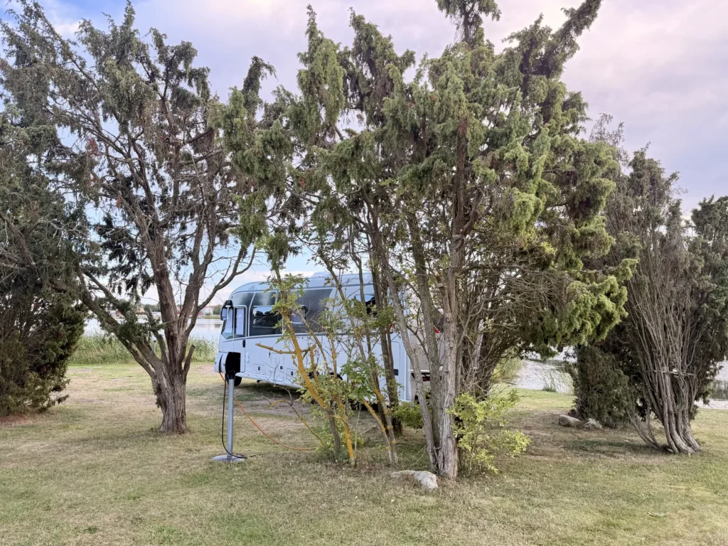 Luna steht zwischen alten Wacholderbäumen auf der Wiese am Wasser, links die Stromsäule mit angeschlossenem Kabel.