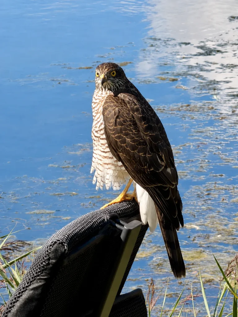 Ein Greifvogel mit gelben Augen und gebänderter Brust sitzt auf der Lehne eines schwarzen Campingstuhls, dahinter das Wasser.
