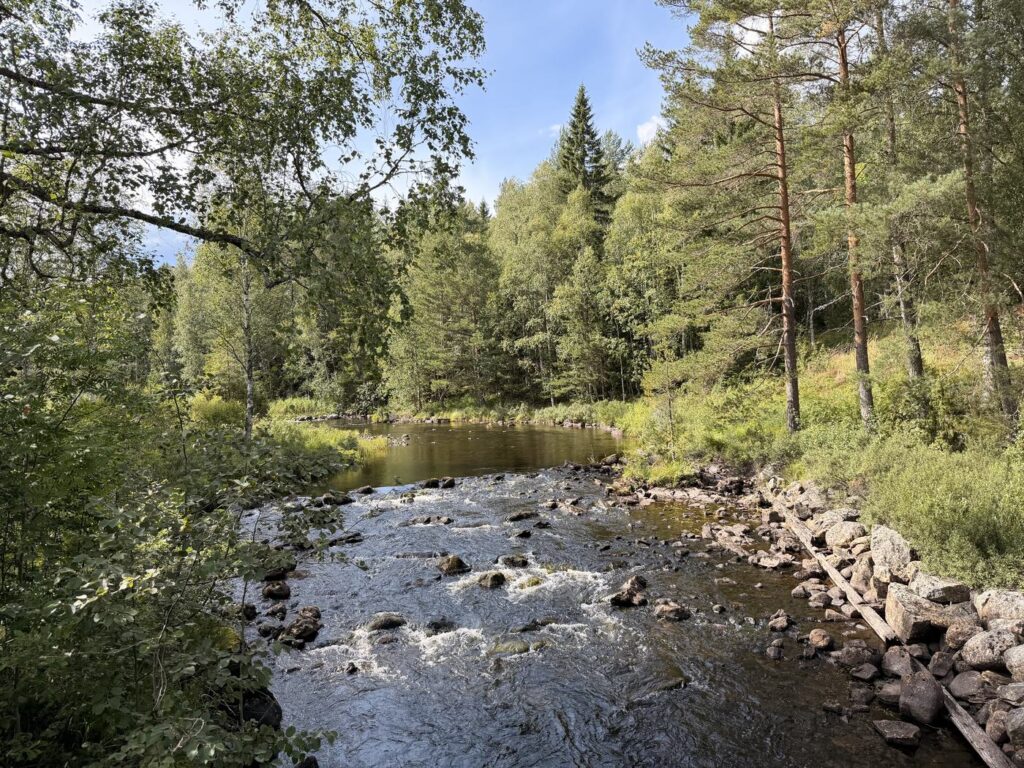 Fluss mit Steinen im Wasser, umgeben von Birken und Kiefern