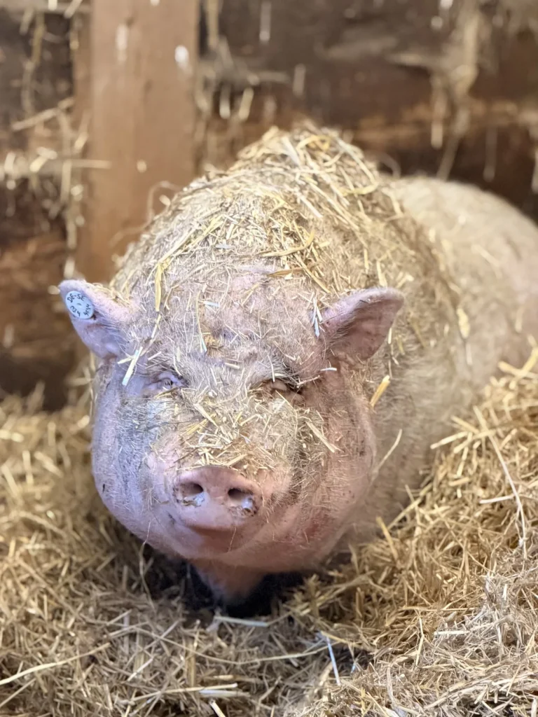 Ein Schwein liegt im Stroh und blinzelt in die Kamera, Halme hängen ihm im Fell.