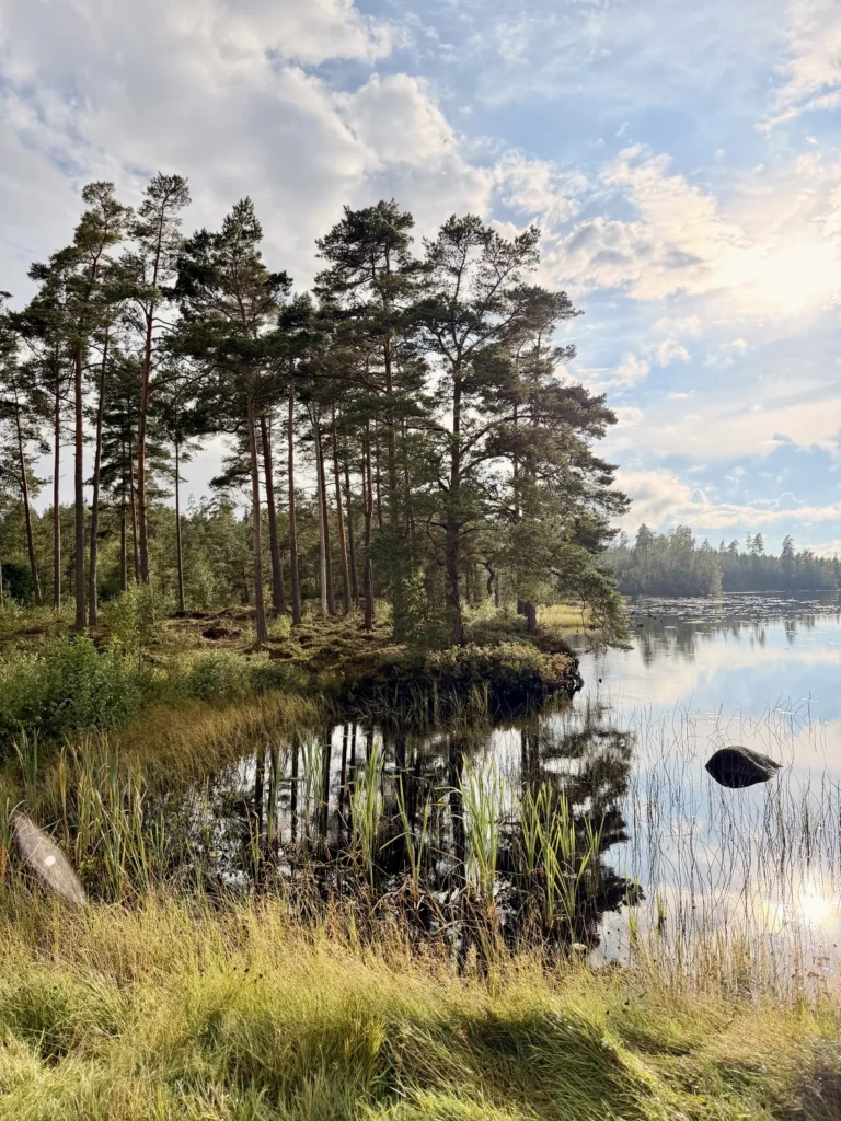 Hohe Kiefern stehen auf der Landzunge im Kvarnsjön, rechts glitzert das Wasser mit Seerosen in der Sonne, im Vordergrund hohes Ufergras.