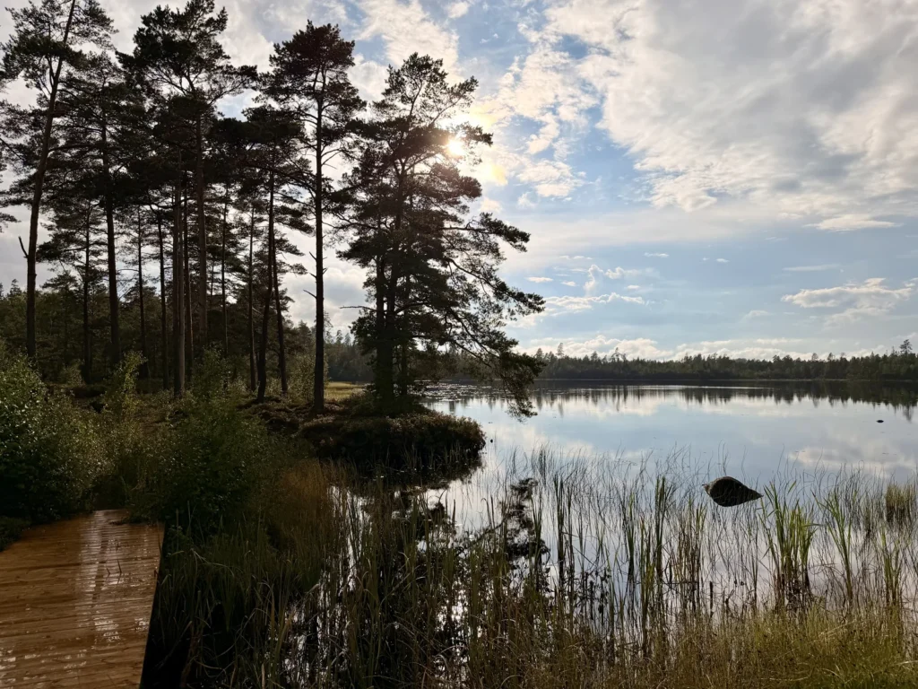 Ein hölzerner Bohlenweg führt am Schilfufer des Kvarnsjön entlang, dahinter die Kiefern der Landzunge im Gegenlicht der tief stehenden Sonne.