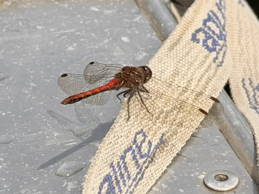 Rote Libelle sitzt auf dem hellen Gurt eines Kanusitzes