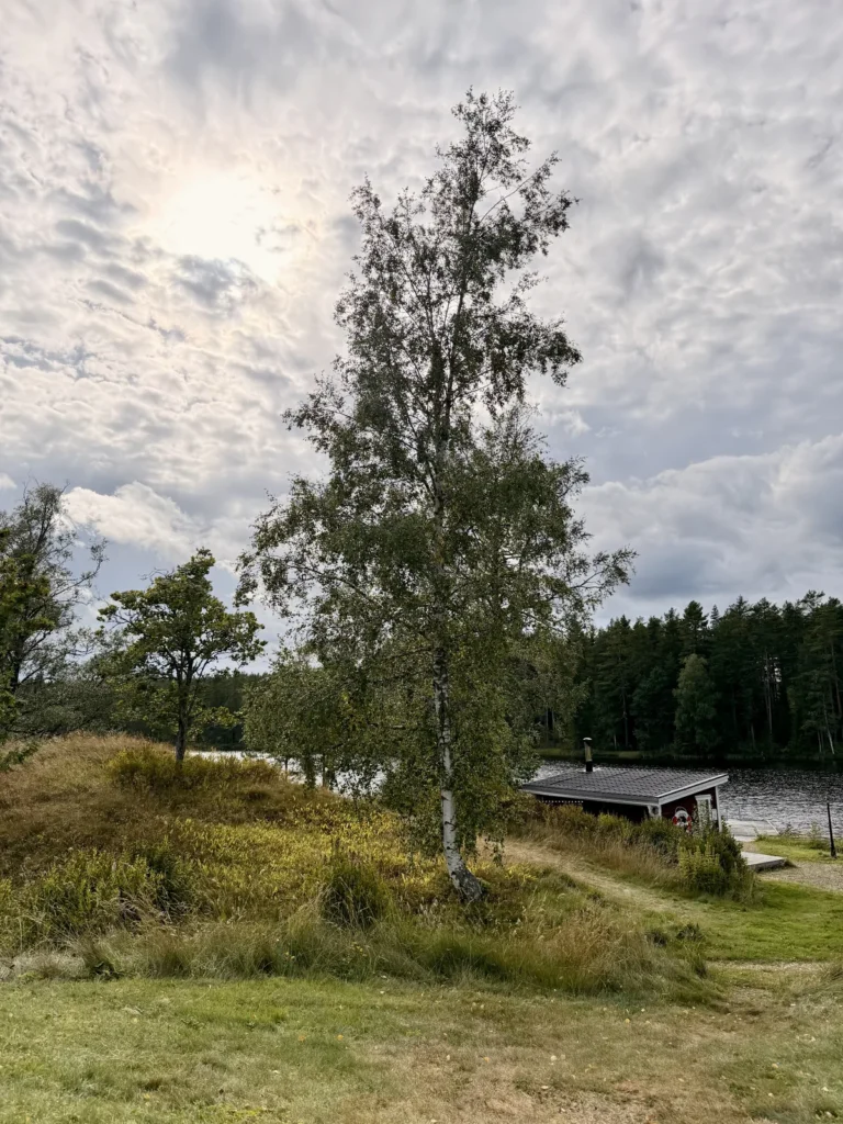 Eine hohe Birke steht auf der Uferböschung, dahinter ein dunkles Holzhaus direkt am Wasser mit einem Rettungsring an der Wand.
