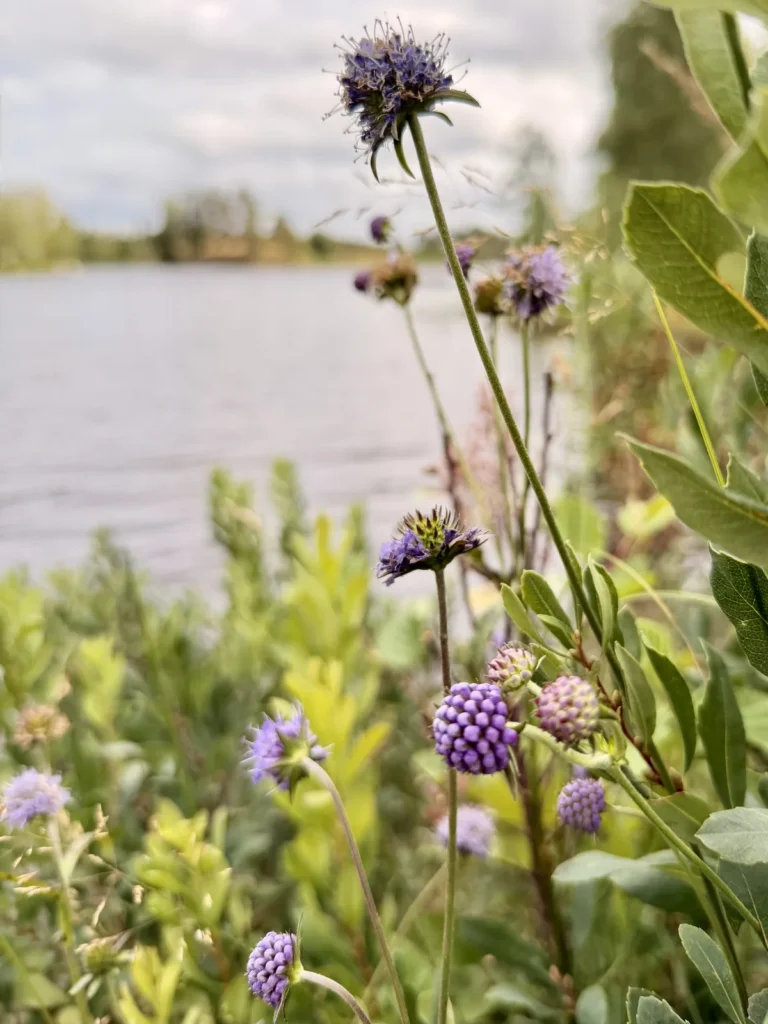 Violette Wiesenblumen im Vordergrund, dahinter unscharf die Wasserfläche des Sees.