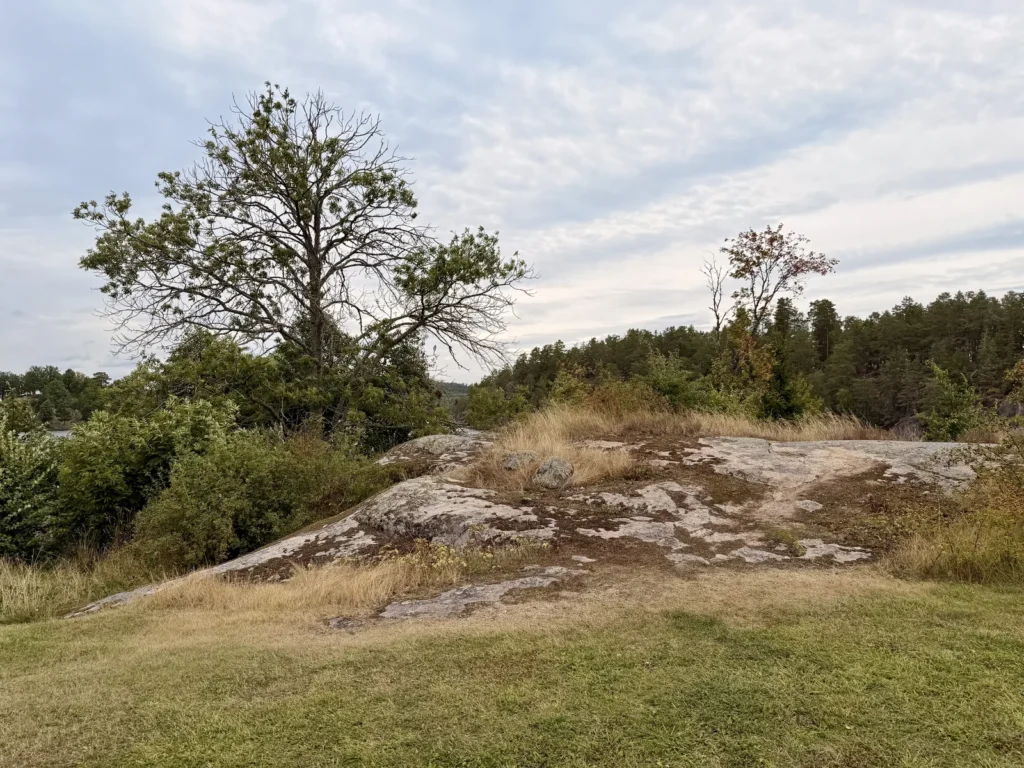 Ein flacher Granitfelsen mit trockenem Gras und einer knorrigen Esche auf der Wiese oberhalb des Åsunden.