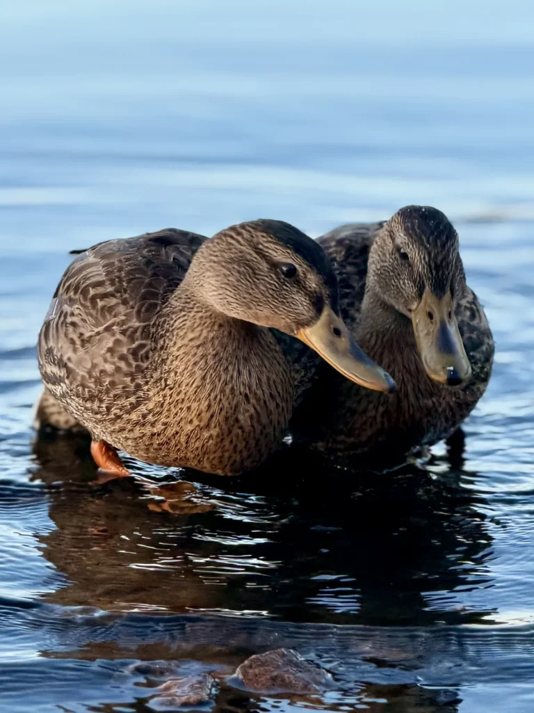 Zwei Stockenten stehen dicht nebeneinander im flachen Wasser am Ufer des Sees Möckeln.