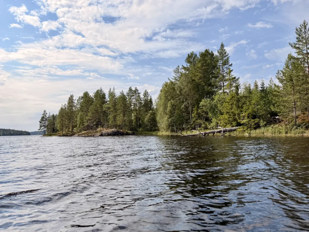 Umgestürzter Baum liegt am bewaldeten Ufer des Långvattnet im Wasser