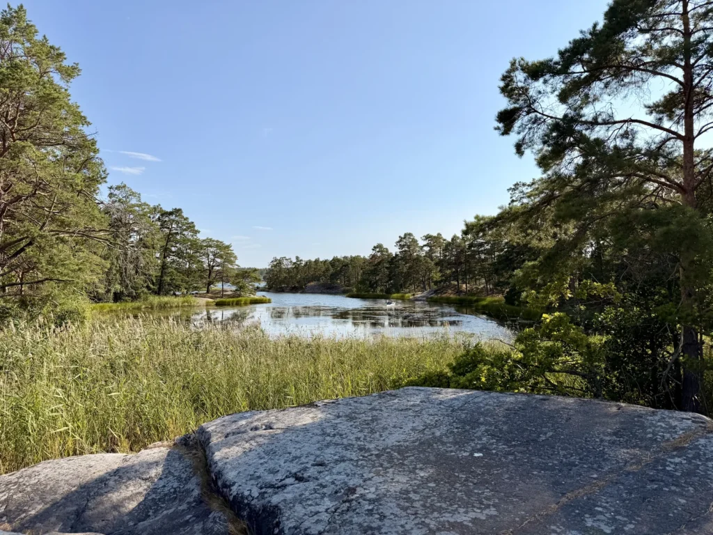 Blick von einer Felsplatte über eine ruhige Bucht mit breitem Schilfgürtel und Kiefernwald.