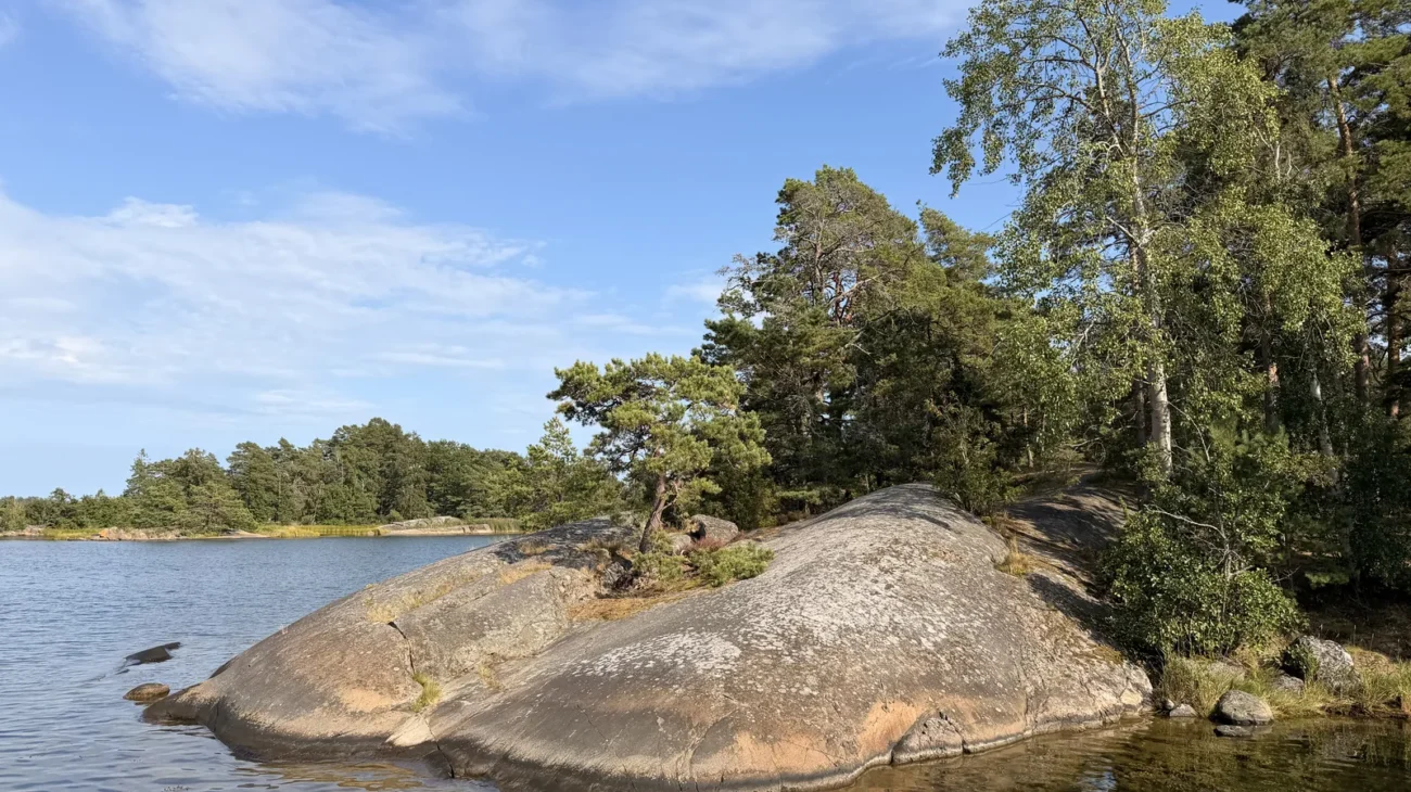 Eine flache Felsplatte ragt ins Wasser, dahinter Kiefern und Birken am bewaldeten Ufer.