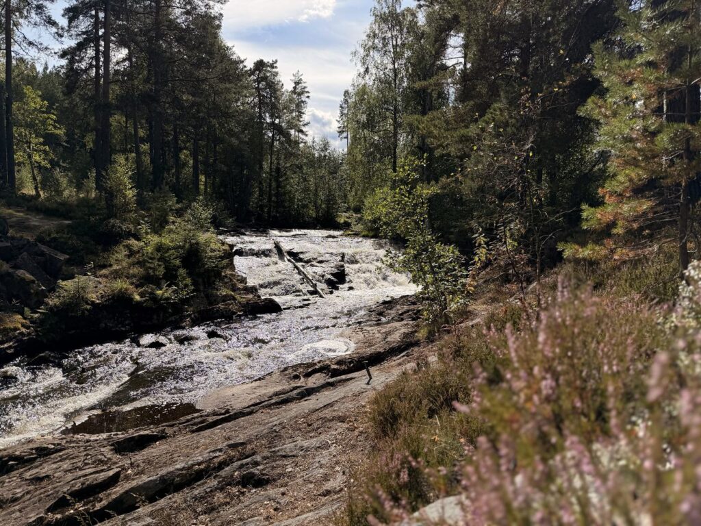 Wasserfall über flache Felsstufen zwischen Nadelbäumen in Dalarna