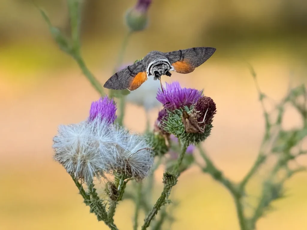 Ein Taubenschwänzchen schwirrt mit ausgerolltem Rüssel vor einer violetten Distelblüte, die orangefarbenen Hinterflügel sind gut zu erkennen.