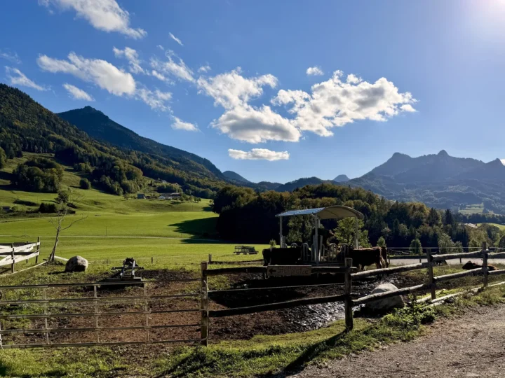 Weide mit Rindern am Samerberg, dahinter grüne Wiesen, Wald und Berge unter blauem Himmel mit Wolken