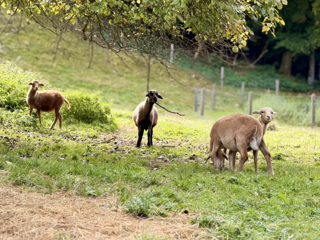 Vier braune Schafe grasen unter einem Baum auf einer Weide