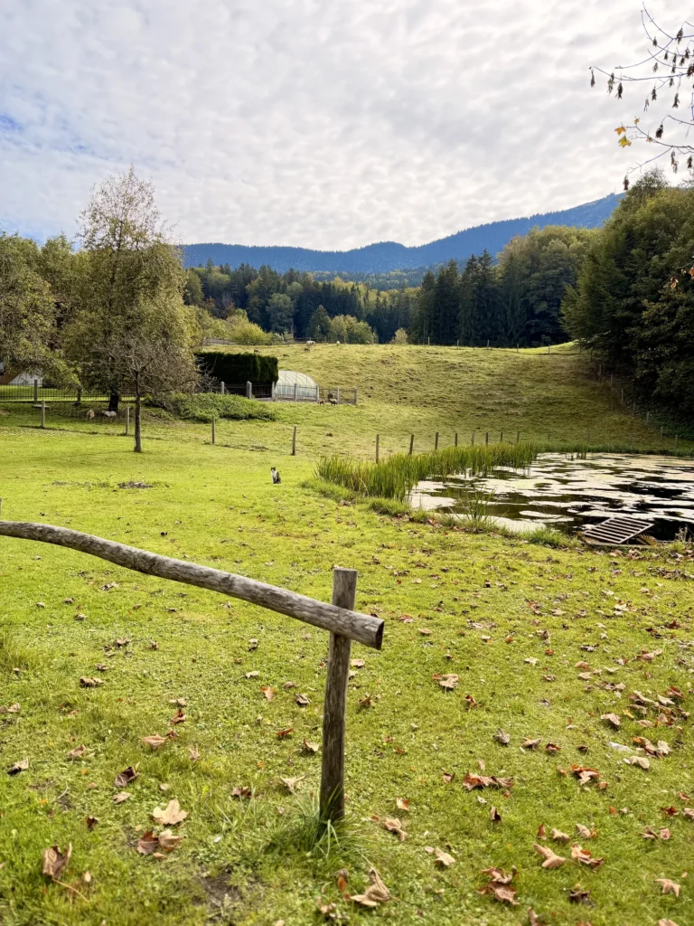 Weide mit Holzzaun, Herbstlaub im Gras und einem kleinen Teich mit Schilf und Steg, dahinter Wald und Berge