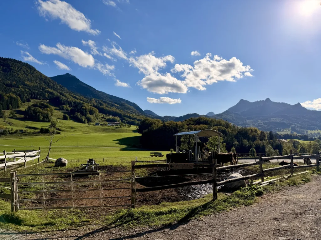 Rinder im Gehege am Weyererhof, dahinter Wiesen, Wald und die Berge rund um den Samerberg bei blauem Himmel