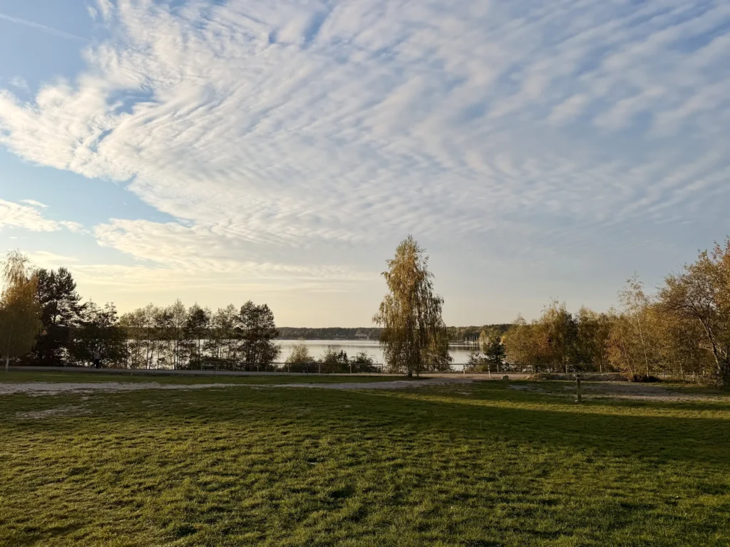 Wiese am Steinberger See in der Abendsonne, dahinter ein Zaun, Birken und der See unter einem Himmel mit Schäfchenwolken